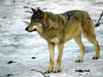 “Animali d’Appennino” con la scuola di Langhirano