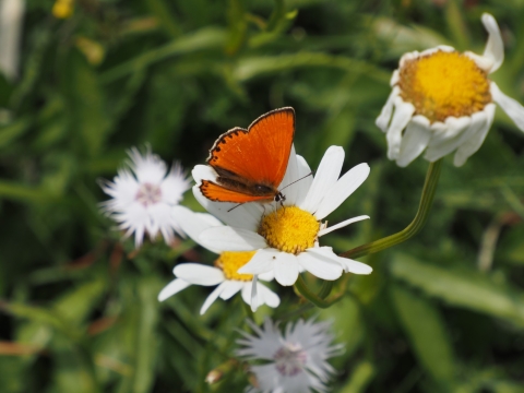 24 Maggio 2025 - Escursione Naturalistica sugli Impollinatori