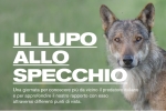 1 APRILE 2023 :IL LUPO ALLO SPECCHIO  (Oasi Lipu Torrile)