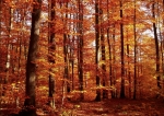 ANNULLATA - 8 nov 20 - Appennino tra i colori dell’autunno