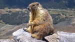 Giovedì 10 Maggio ore 21 - Nel mondo nascosto della sentinella di montagna: la marmotta