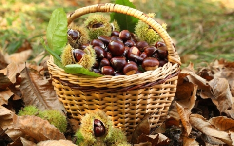 11 Ottobre 2026 - Family CAI - Castagnata in Val Bratica