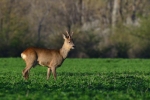 15 mar 2020 - Family CAI. Riserva dei Ghirardi e polentata a Porcigatone